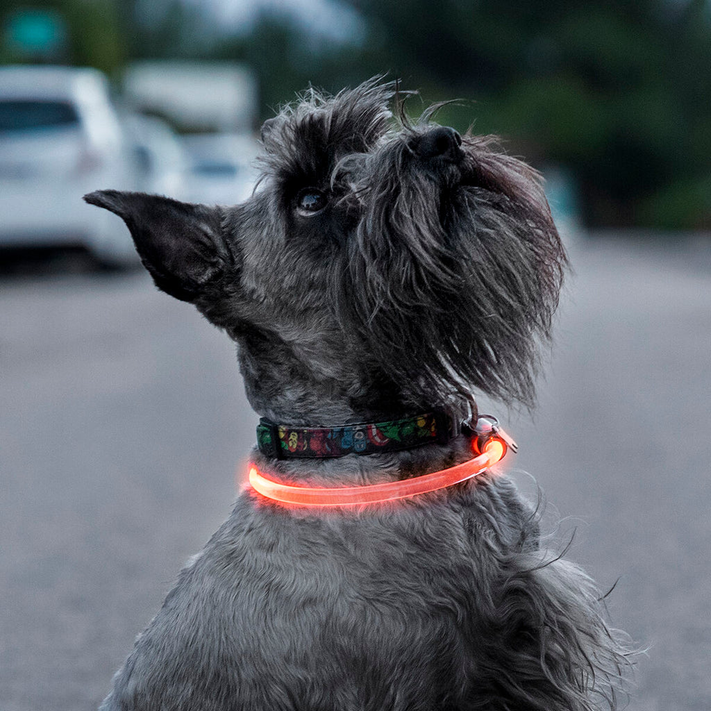 Collare a LED Luminoso e Ricaricabile per Animali