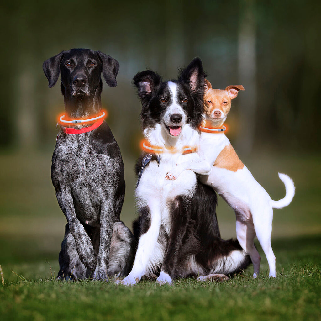 Collare a LED Luminoso e Ricaricabile per Animali