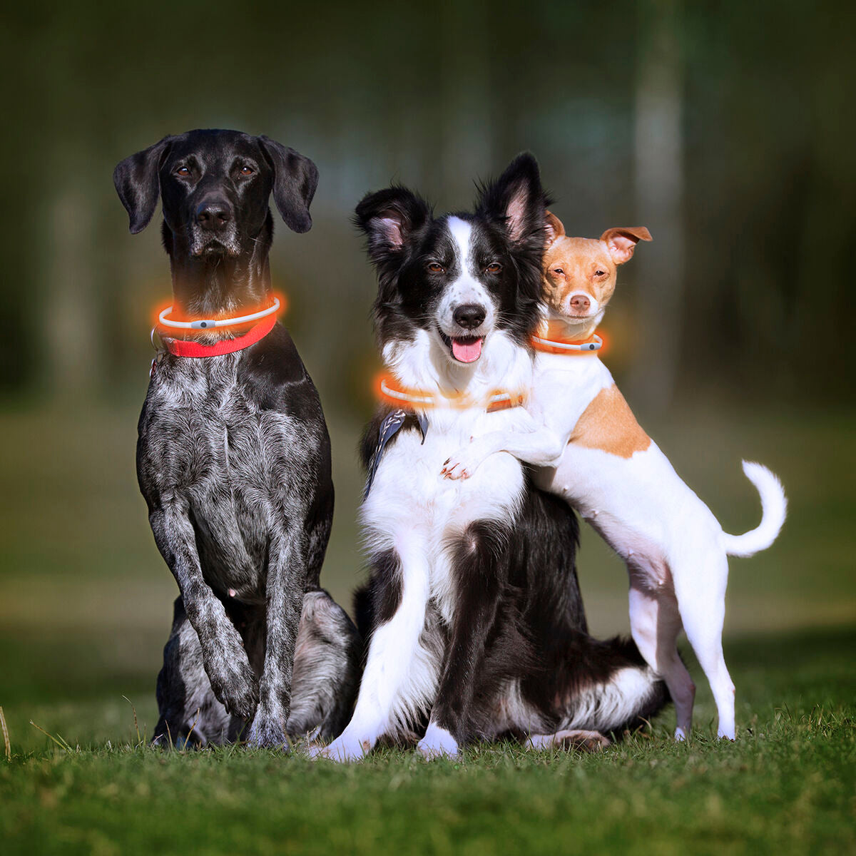 Collare a LED Luminoso e Ricaricabile per Animali