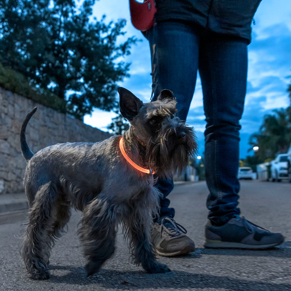 Collare a LED Luminoso e Ricaricabile per Animali
