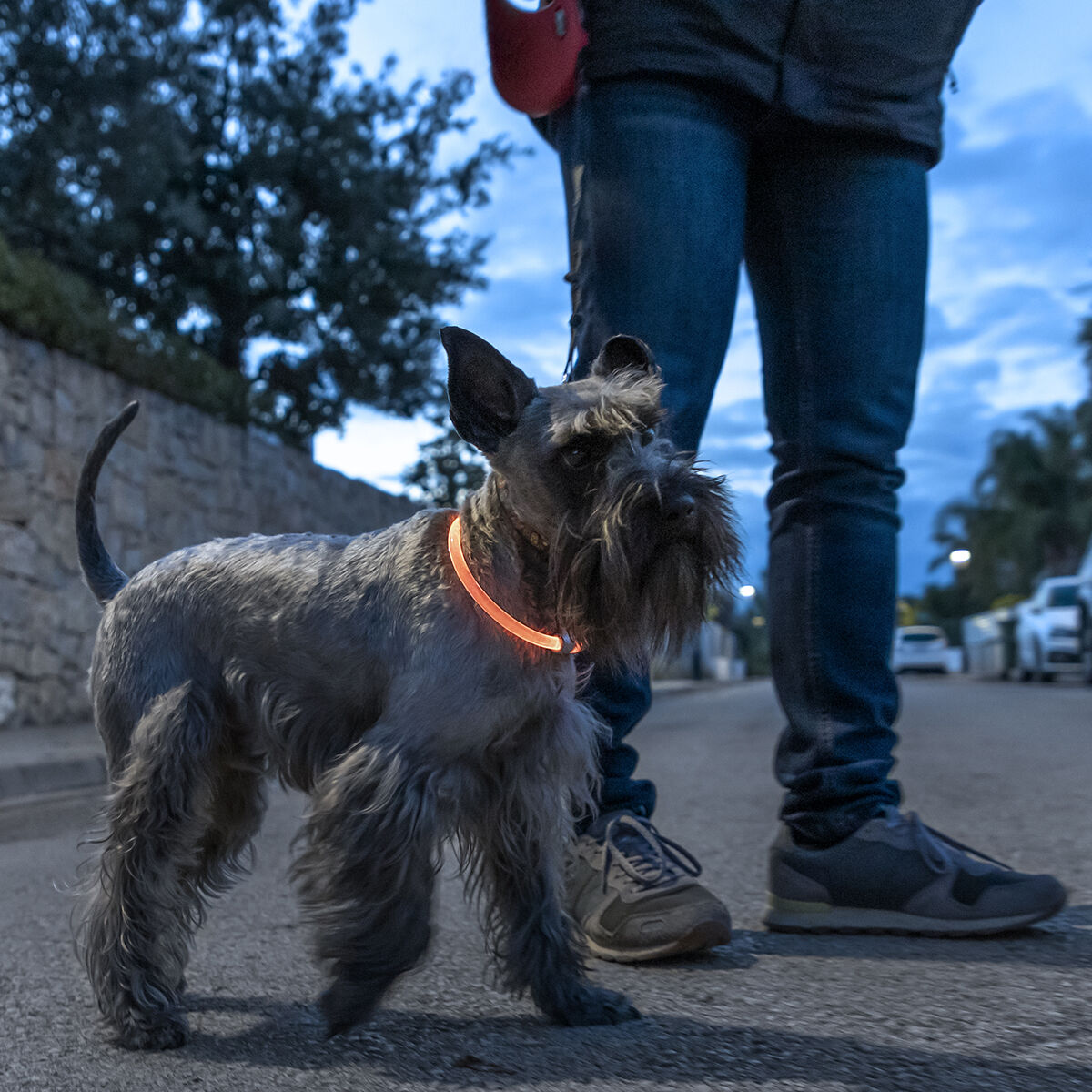Collare a LED Luminoso e Ricaricabile per Animali