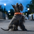 Collare a LED Luminoso e Ricaricabile per Animali