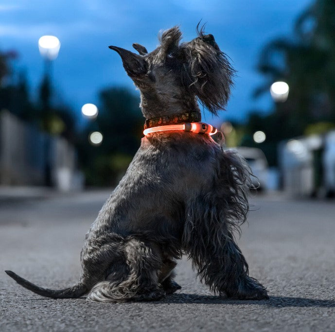 Collare a LED Luminoso e Ricaricabile per Animali