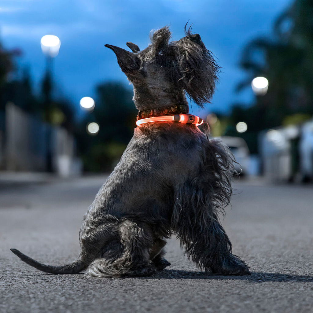 Innovagoods Collare Led Per Animali Domestici Petlux Innovagoods