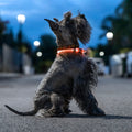 Innovagoods Collare Led Per Animali Domestici Petlux Innovagoods