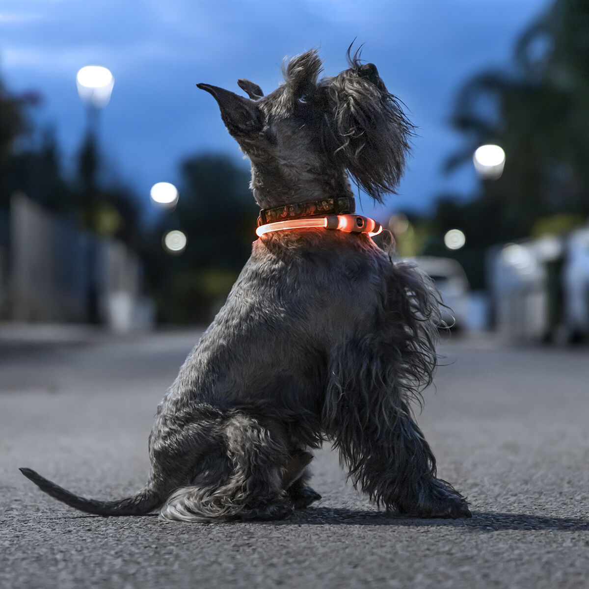 Innovagoods Collare Led Per Animali Domestici Petlux Innovagoods