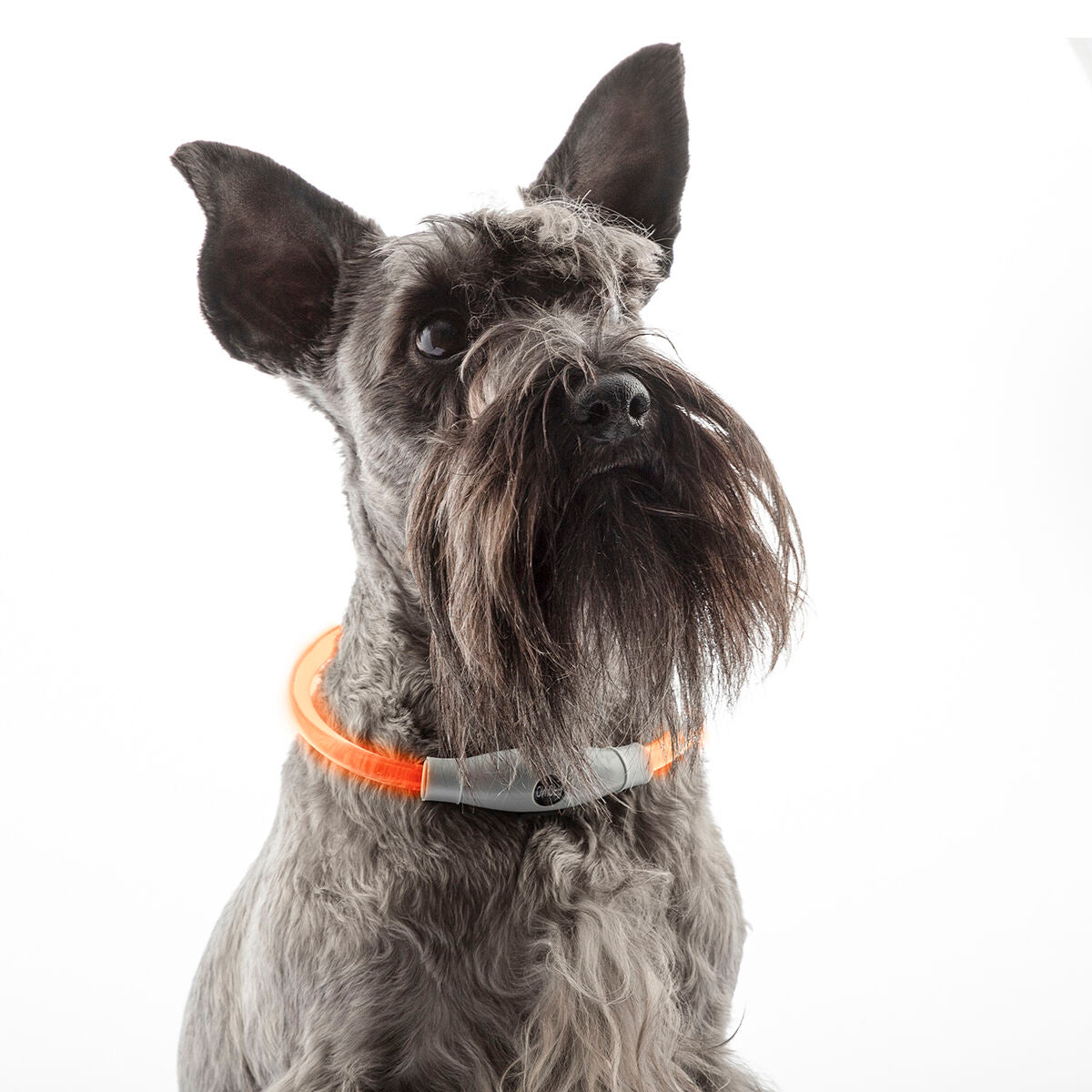 Innovagoods Collare Led Per Animali Domestici Petlux Innovagoods