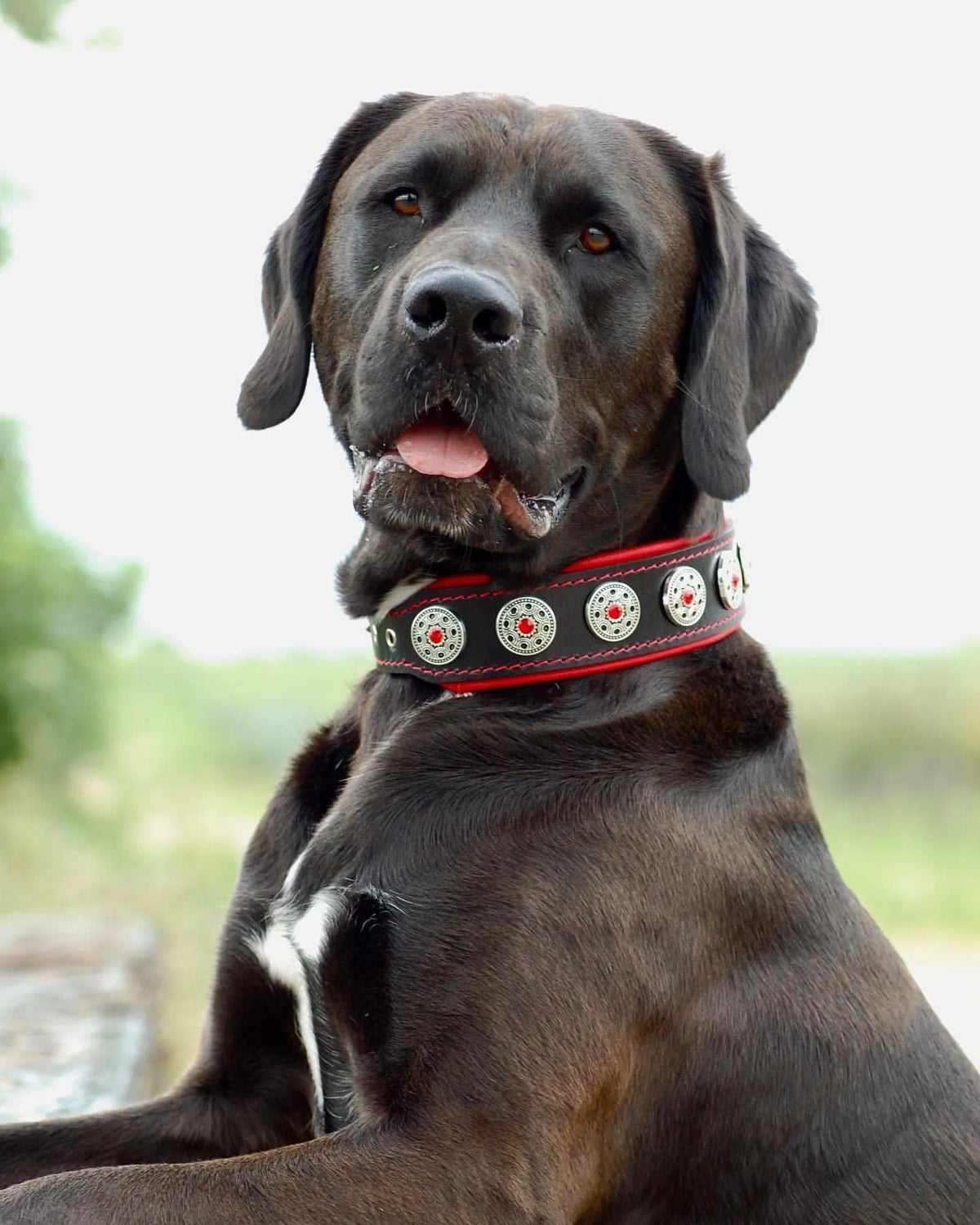 Collare Bestia Bijou Nero e Rosso – Alta Qualità per Cani – Vista 2 | Shop Zampettando